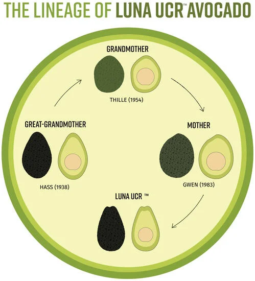 avocadoluna-1692098471.png